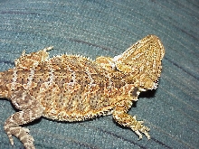 close up of Puff