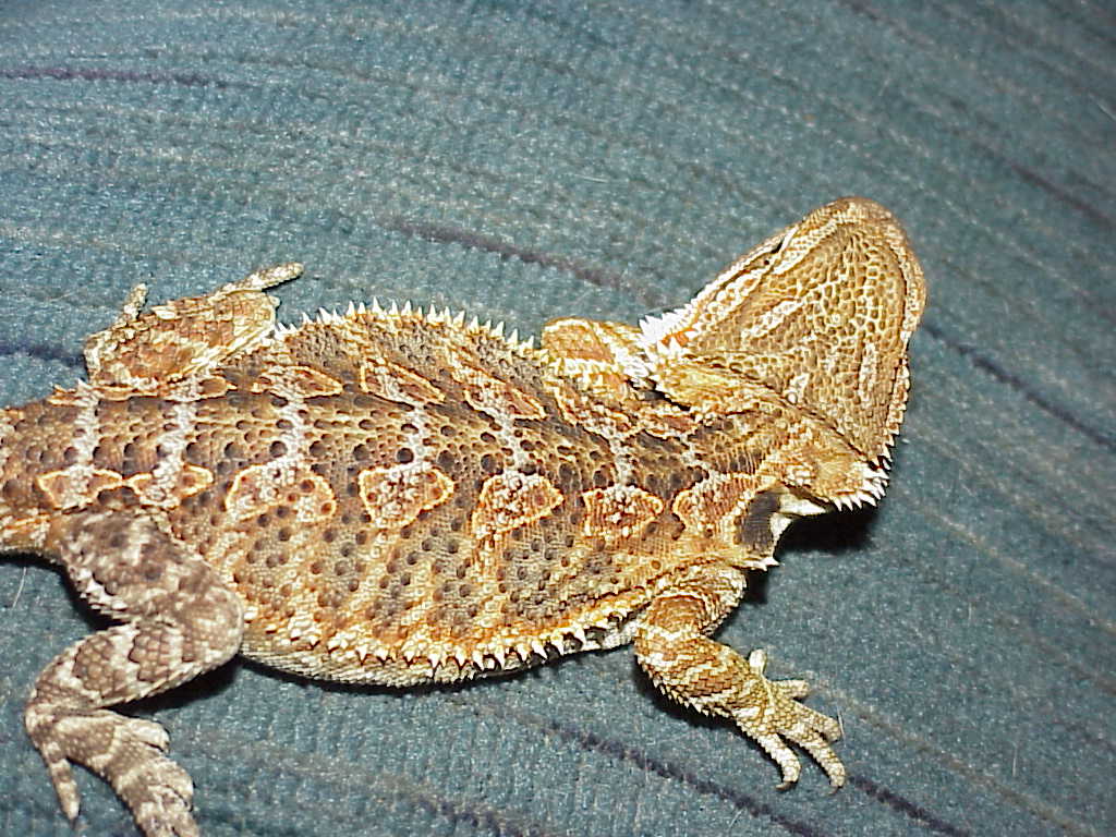 close up of Puff