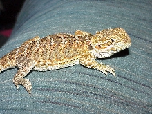 Puff the Magic Dragon