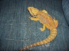 Pyro-Our awesome down under dragon.