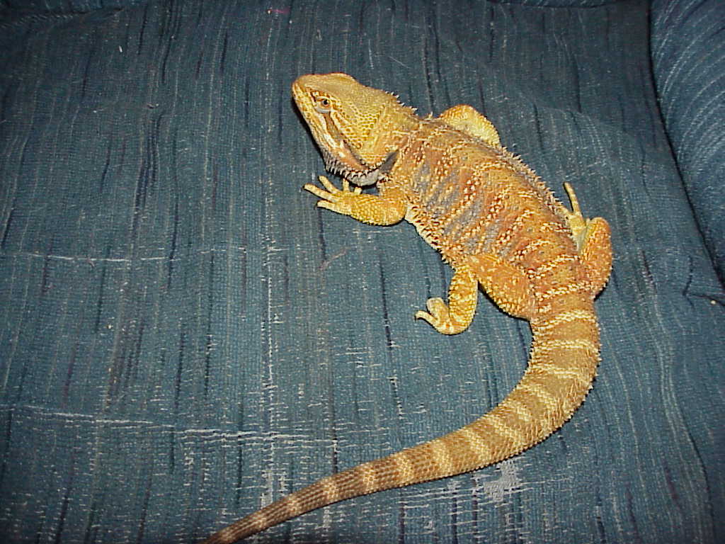 Pyro-Our awesome down under dragon.