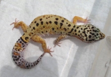 JMG  x HQ Red Stripe Outcross Female