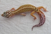 HQ Red Stripe Bold Jungle Female