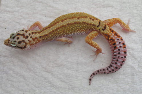 HQ Red Stripe Bold Jungle Female