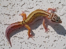 HQ Red Stripe/ Bold Jungle Female