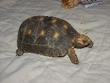Sinny our 6 yr old  Red Foot female