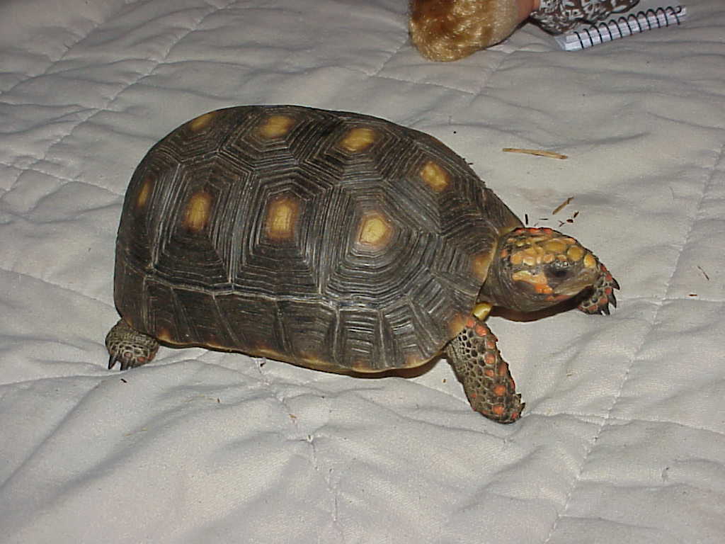Sinny our 6 yr old  Red Foot female
