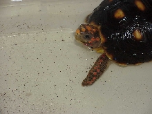 My 3 yr old red foot (poss)male "Stretch"