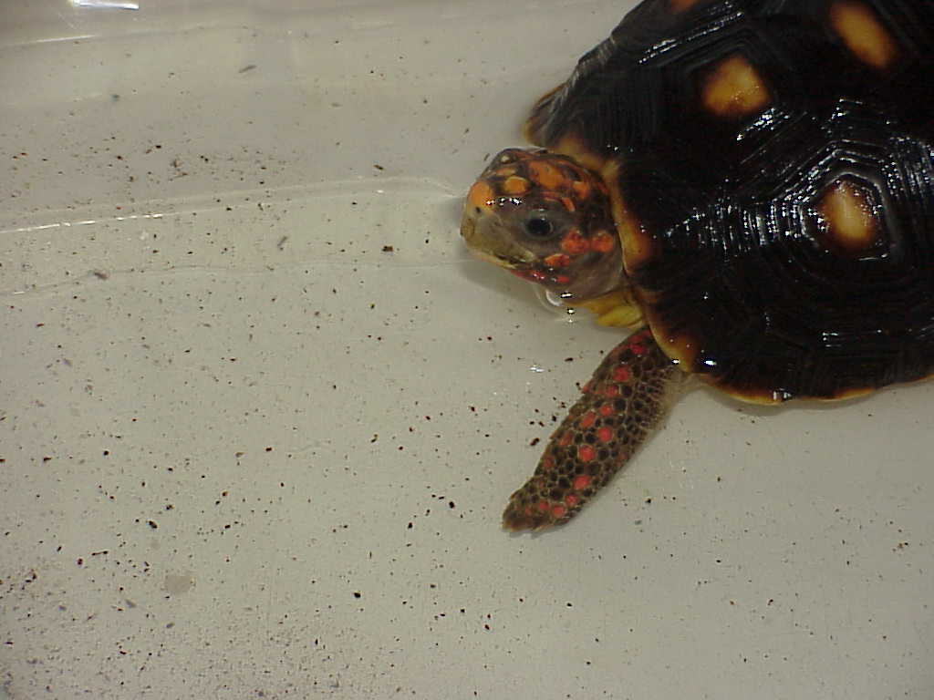 My 3 yr old red foot (poss)male "Stretch"