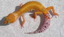 Super Hypo Tangerine Baldy Female Gecko