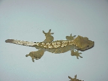 Top view of our sub adult Male crested
