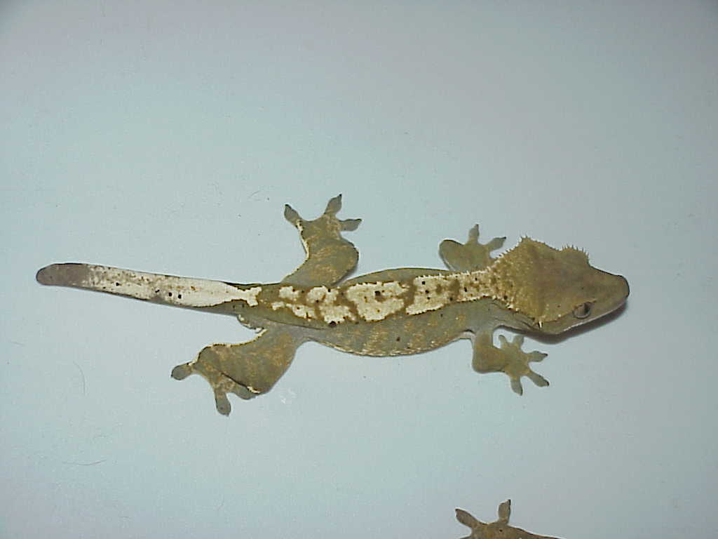 Top view of our sub adult Male crested
