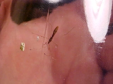 Yellow Ladt Slipper Assassin Bug