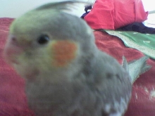 Baby George