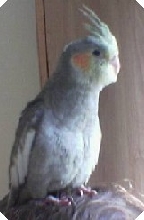 Georgie