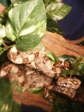 Zaida1