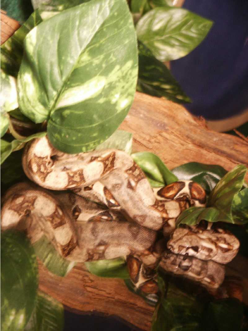 Zaida1