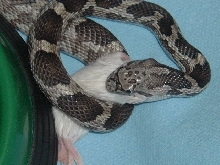 blackpine x yellow rat
