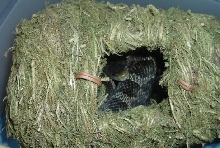 black rat hideing