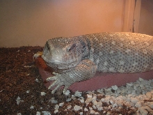 monitor savannah side view