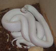 leucistic blackrat