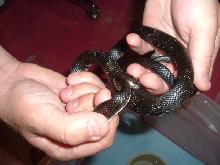 small blackrat w/c