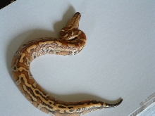bangka2