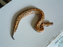 bangka