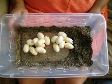 16  good, big eggs