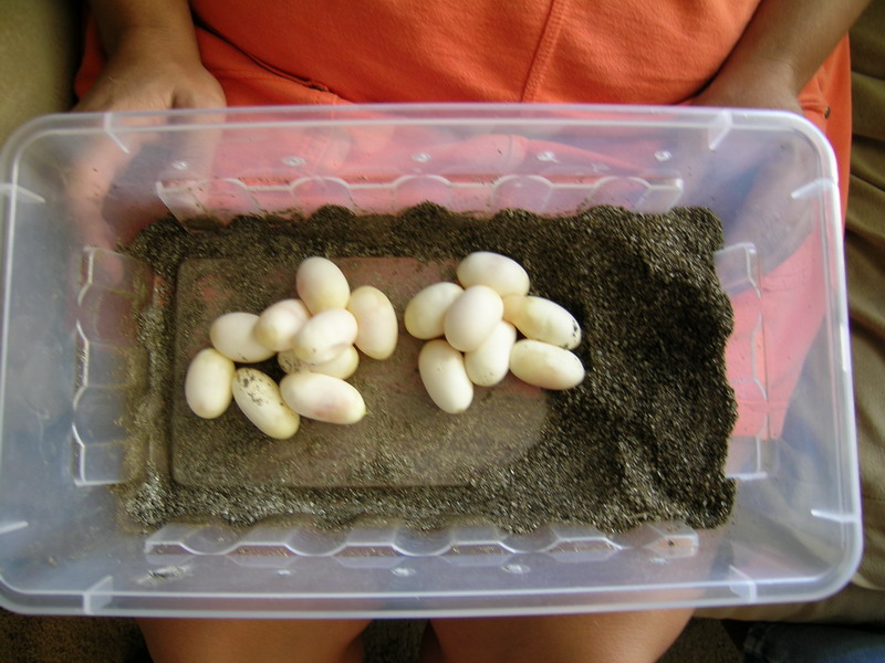 16  good, big eggs