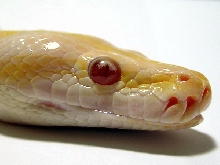 Albino Granite Burmese (f)