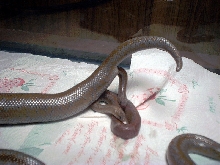 Het Limburg Albino Rosy being born