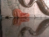 Limburg Albino being born 9/25/04
