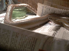 Limburg Albino Het gravid?