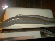 Limburg Albino Het gravid?