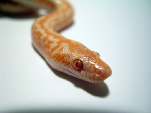 Male Limburg Albino Rosy