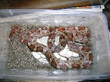 Female "who knows what" corn with 16 eggs