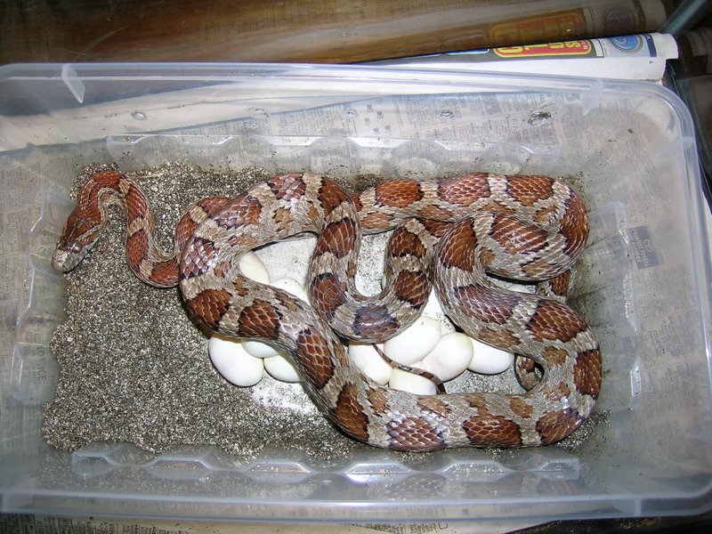 Female "who knows what" corn with 16 eggs
