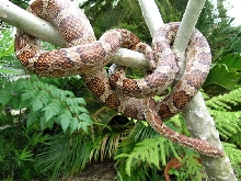 Emoryi Female