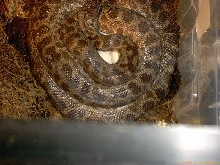 Spotted with eggs