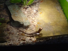 Baby Shinisarus