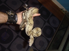 Anery laddertail