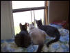 My Three Girls