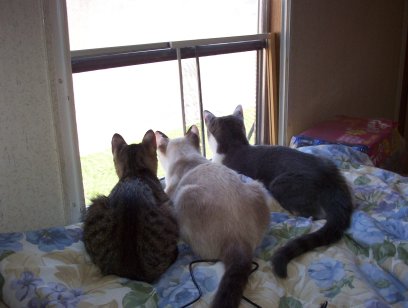 My Three Girls