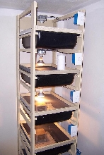 Bearded Dragon Hatchling Rack