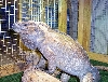 Rhino2