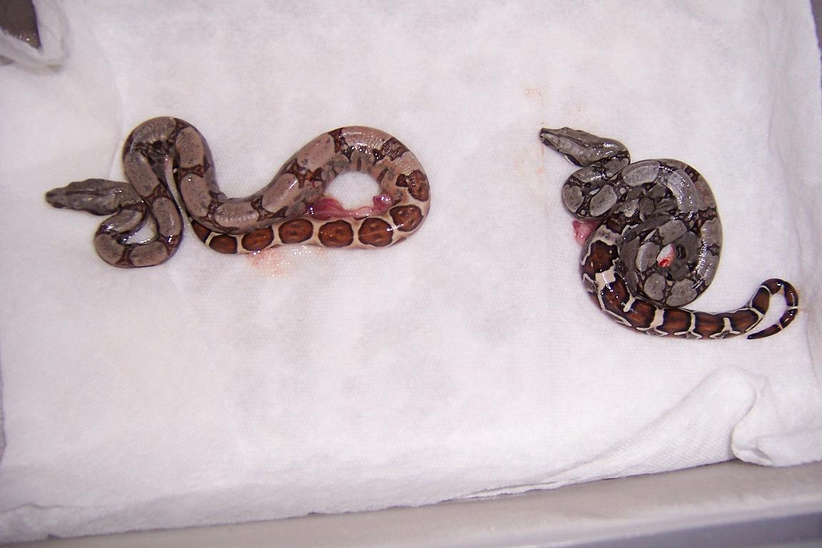 Hypo's and "Monster" Tail