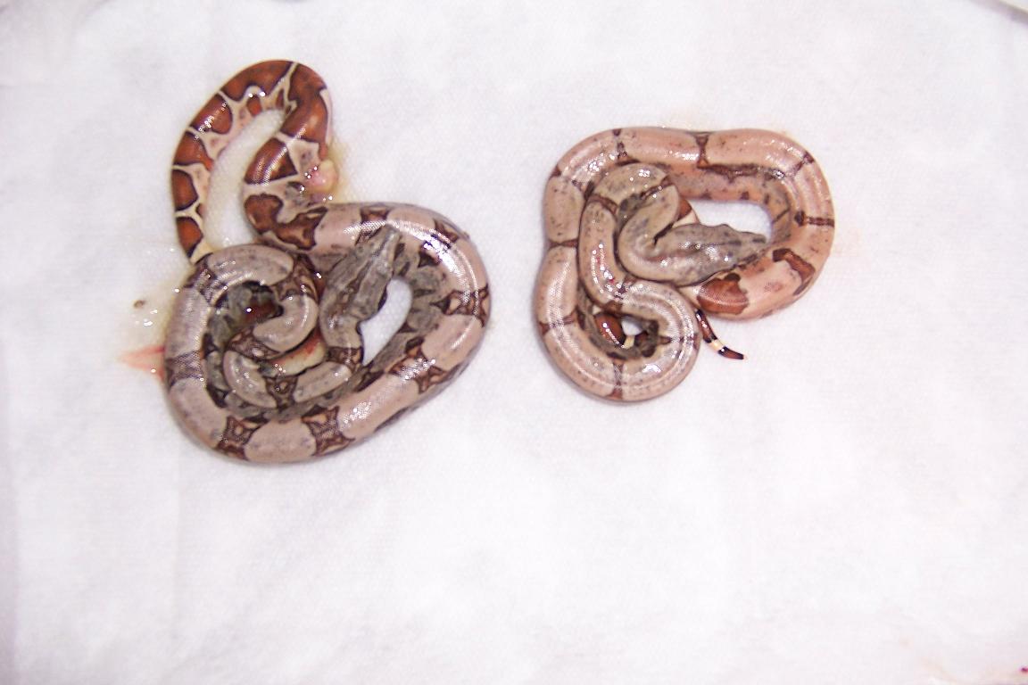 Hypo's