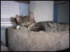 Mimi