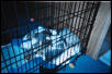 Our new furkits